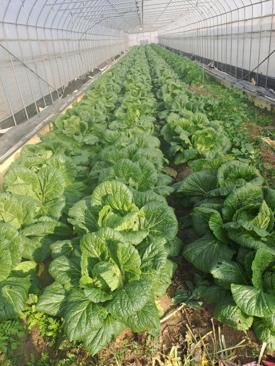 한돈 자조금 사회공헌사업 캠페인과 함께하는 2024년 김장행사를 진행하였습니다.